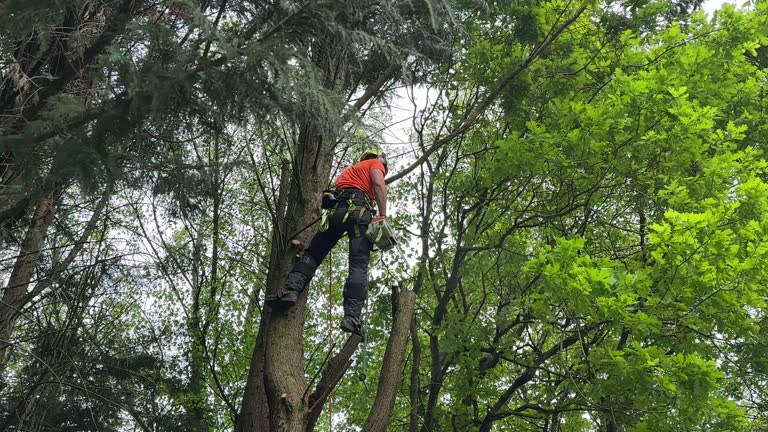 Professional Tree Services in Stephens City, VA